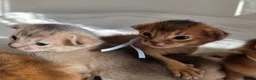 Abyssinian cats for sale: Beautiful Abyssinian Kittens – TICA Registered 🐾 - Advert 10