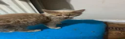 Mixed Breed cats for sale: Lion  in Birmingham - Advert 7