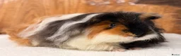 Guinea Pig rodents for sale: PET Tri-Colour Texel Boar  - Advert 2