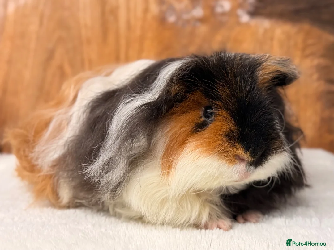 Guinea Pig rodents for sale: PET Tri-Colour Texel Boar  - Advert 2