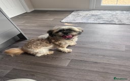 Shih Tzu dogs for sale: 2 female pedigree shih tzu (rehome) - Image 5