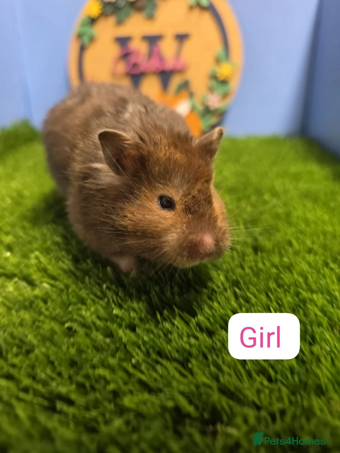 Hamster rodents for sale: Female Syrian Hamsters for Adoption  - Advert 1