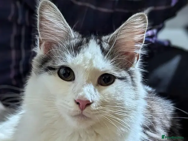 Maine Coon cats for sale: Maine coon kittens READY NOW - Advert 1