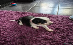 Mixed Breed dogs for sale: Collie x Kelpie Puppies ready to go 28th December  - Advert 17