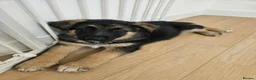 German Shepherd dogs for sale: German Shepherd Puppies in Salisbury - Advert 3