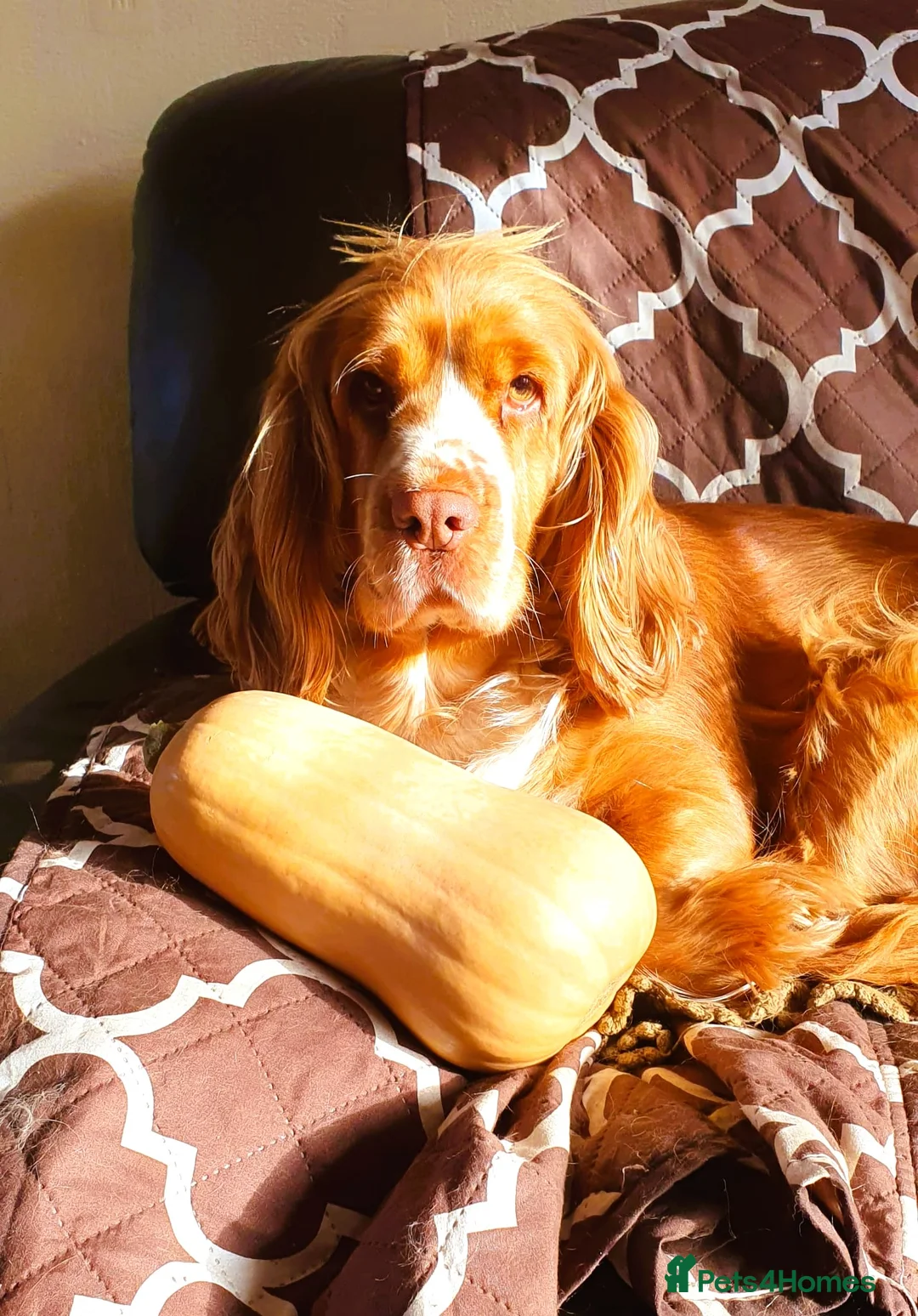 Cockapoo dogs for sale: Beautiful Cockapoo F1B Puppies - Advert 8