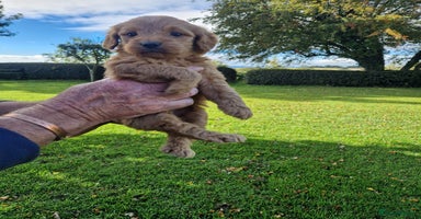 Labradoodle dogs - Advert 13