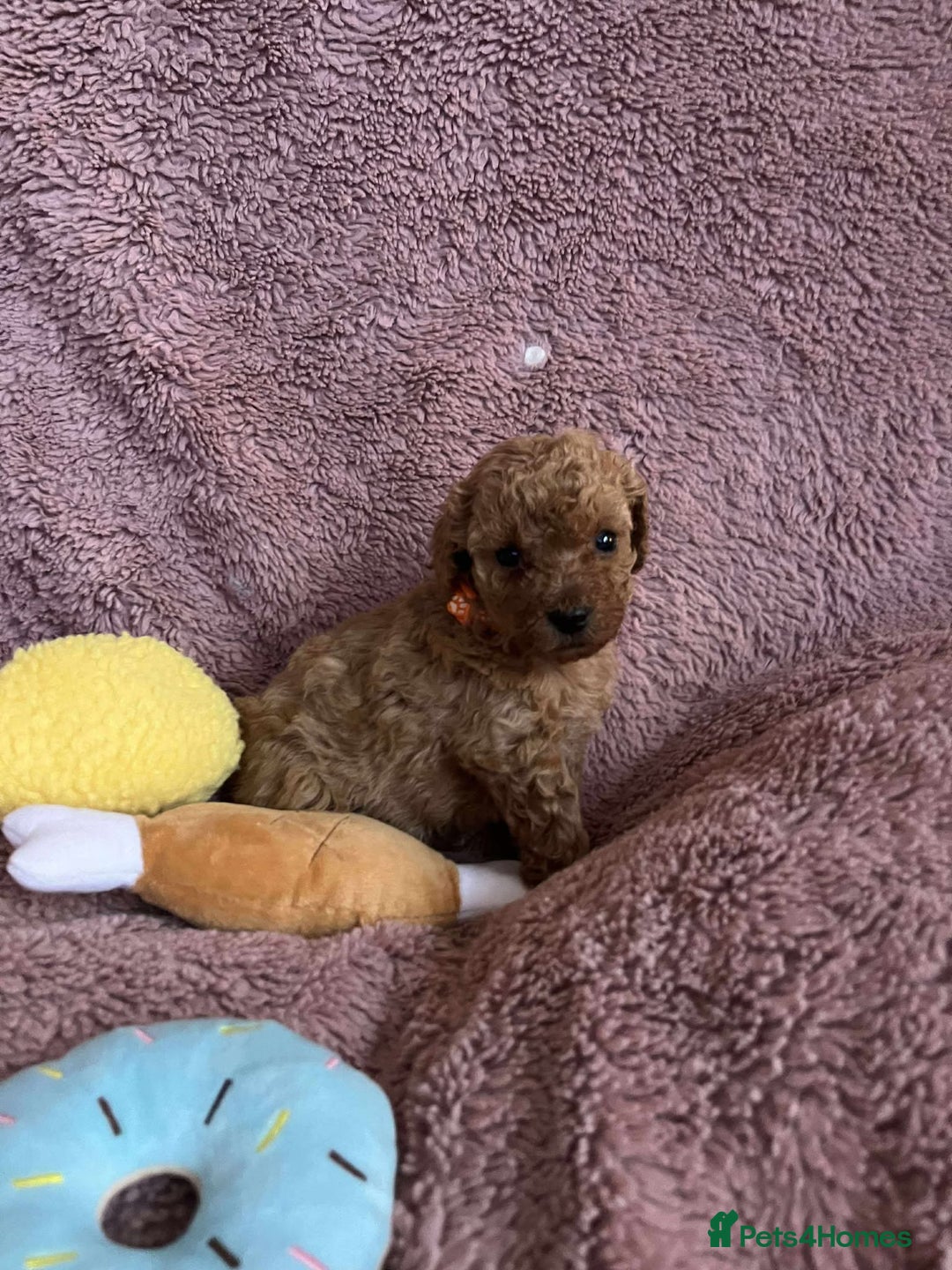 Miniature Poodle dogs for sale: Miniature Poodles!!! - Advert 19