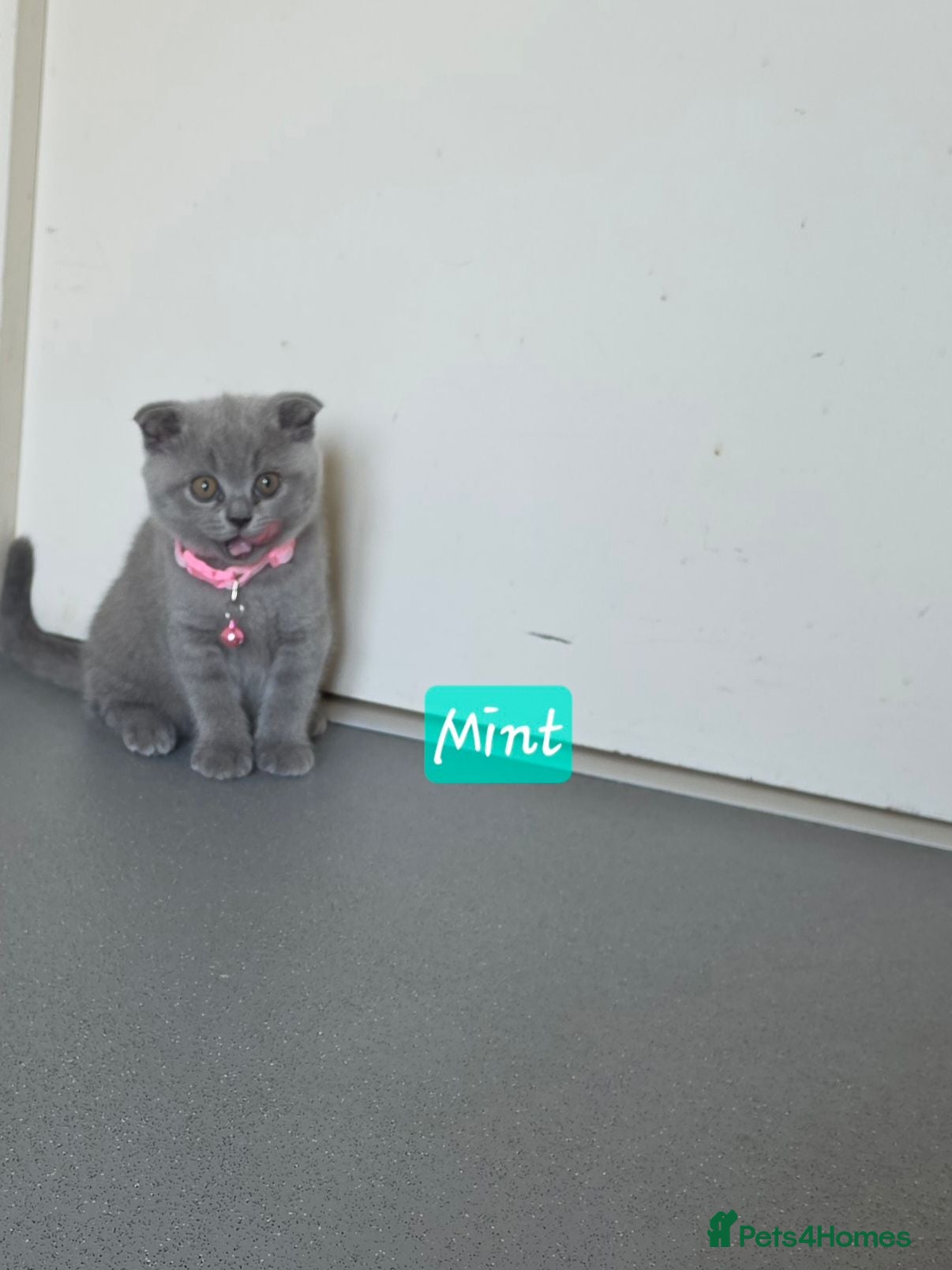 Scottish Fold cats 7 Scottish fold 😍beautiful  healthy kittens - Advert 9
