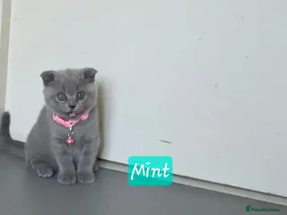 Scottish Fold cats 7 Scottish fold 😍beautiful healthy kittens - Advert 5