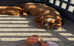 Cockalier dogs for sale: Gorgeous Cockalier Puppies… - Image 23