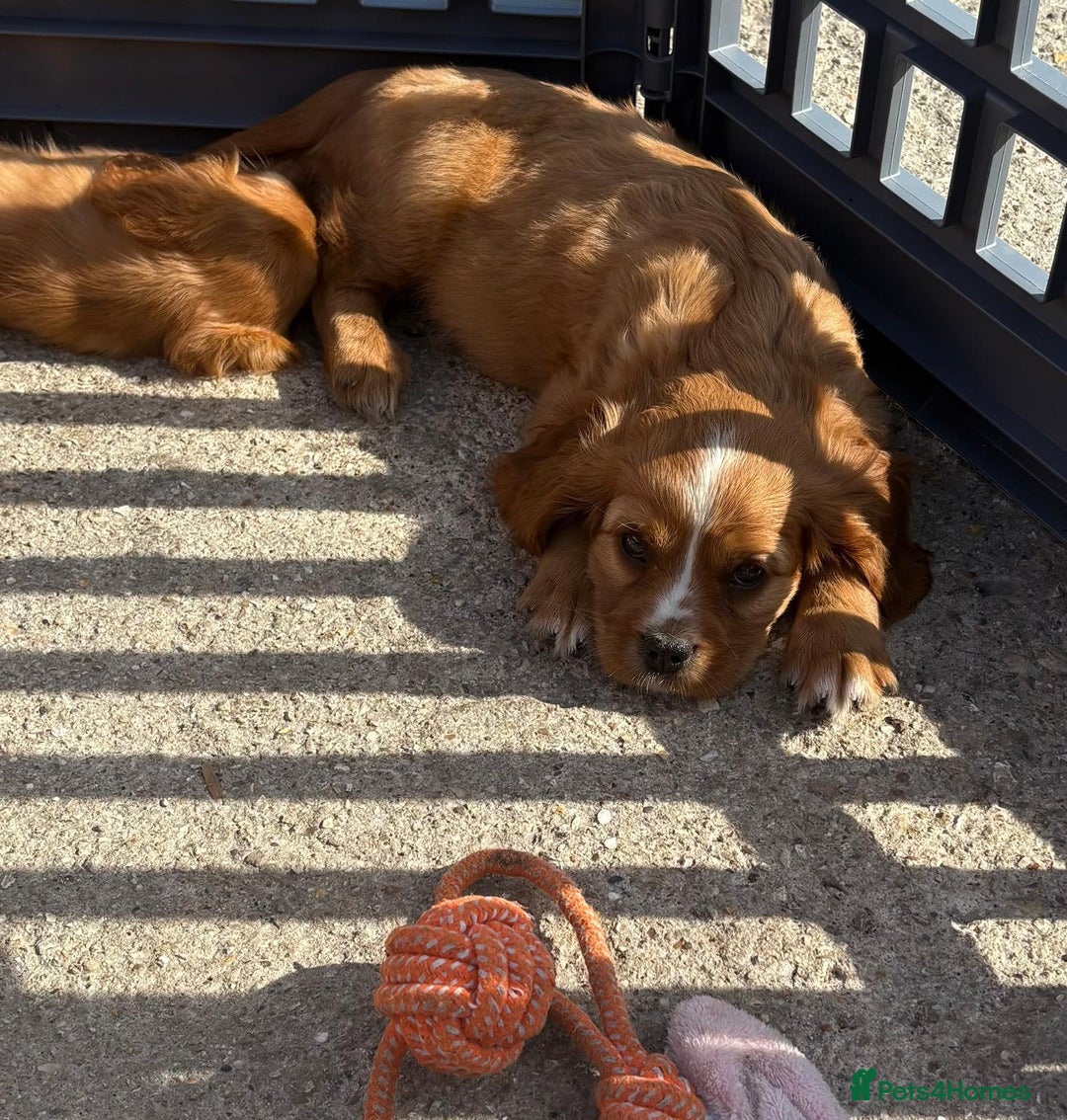 Cockalier dogs for sale: Gorgeous Cockalier Puppies… - Image 23