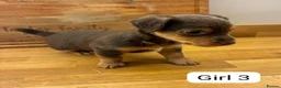 Jack Russell dogs for sale: Beautiful Black and Tan Jack Russell Puppies in Loughborough - Advert 2