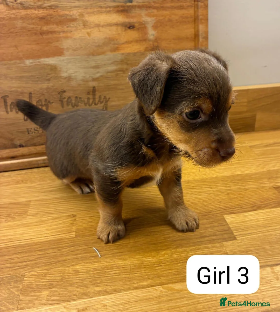 Jack Russell dogs for sale: Beautiful Black and Tan Jack Russell Puppies in Loughborough - Advert 2