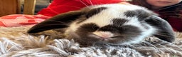 Mini Lop rabbits for sale: Mini Lop bunnies for sale  - Advert 9