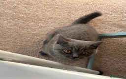 British Shorthair cats for sale: British Blue Kitten Looking for a Loving Home - Image 2