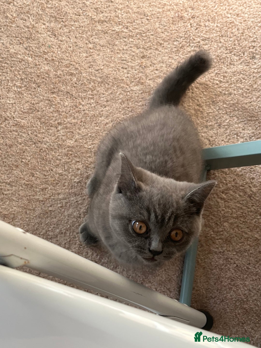 British Shorthair cats for sale: British Blue Kitten Looking for a Loving Home - Image 2