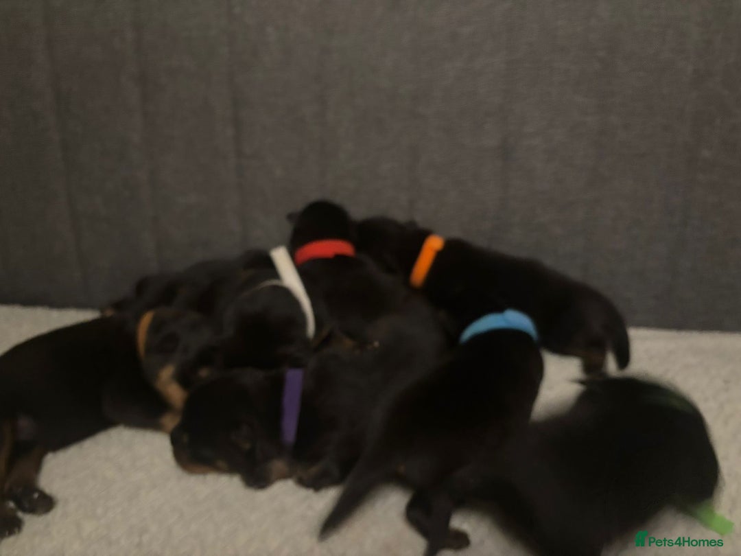 Rottweiler dogs for sale: Pedigree German chunky Rottweiler puppies  - Image 17