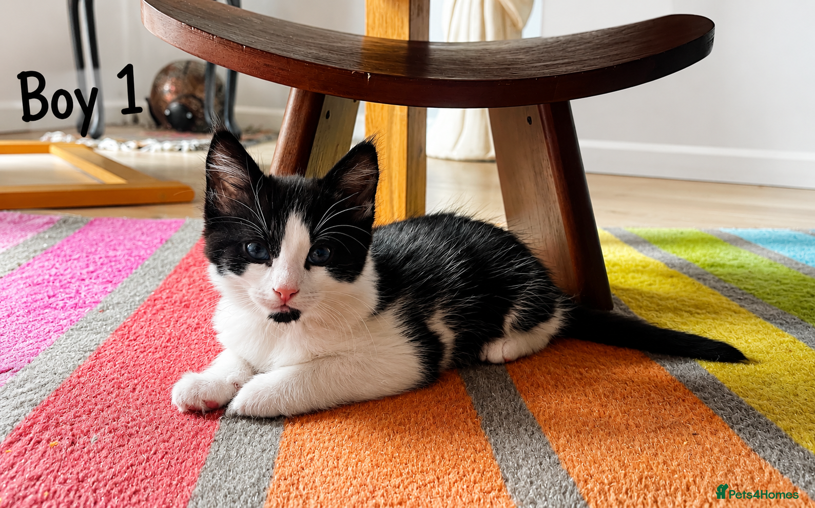 Mixed Breed cats Kittens available now  - Advert 12