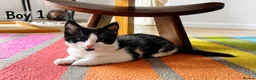 Mixed Breed cats for sale: Kittens available now  - Advert 1