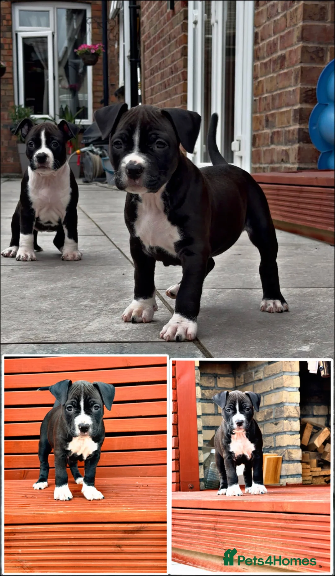 Staffordshire Bull Terrier dogs for sale: Staffordshire Bull Terrier Puppies🎀 🐶 - Advert 1