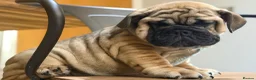 English Bulldog dogs for sale: Last boy Reduced English bulldogs - Advert 10