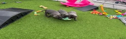 Staffordshire Bull Terrier dogs for sale: 🐾 Beautiful Staffordshire Bull Terrier Puppies in Manchester - Advert 12