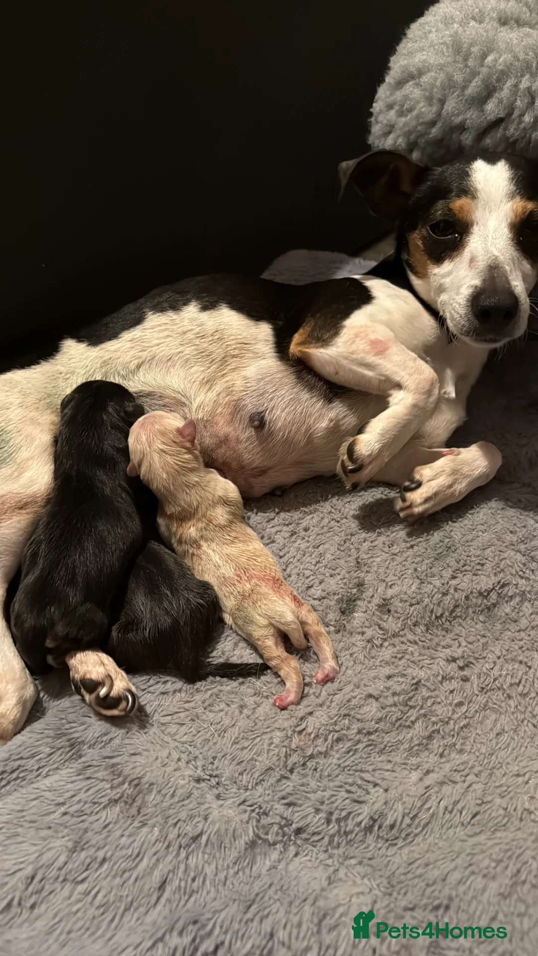 Mixed Breed dogs for sale: Male Black & Tan Jack Russell x Frenchie 9wks old in Peterborough - Advert 2