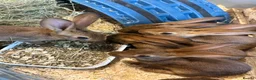 Belgian Hares rabbits for sale: Vaccinated Young Red Belgian Hares Ready Now in Doncaster - Advert 5