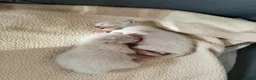 Siamese cats for sale: Siamese Kittens  Perfect  **  Edition in Chester - Advert 4