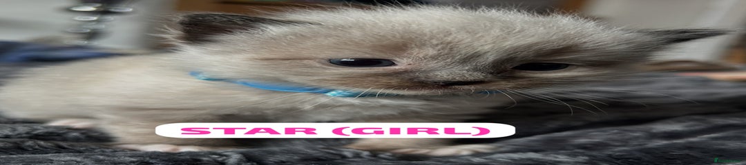 Ragdoll Kitten 1