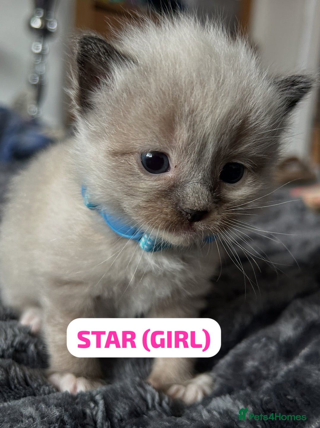Ragdoll cats for sale: Ragdoll kittens - Image 2
