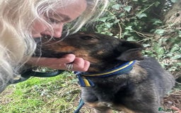 Mixed Breed dogs for adoption: Mr Bean - Norwich Norfolk  in Norwich - Image 12