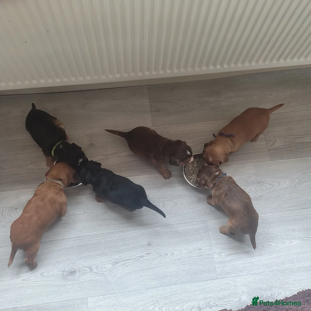 Cocker Spaniel dogs for sale: Working Cocker Puppies - Advert 2