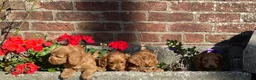 Cockapoo dogs for sale: F1 cockapoo puppies available  in Bolton - Advert 2