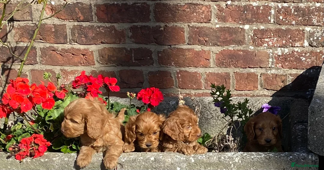 Cockapoo dogs for sale: F1 cockapoo puppies available  in Bolton - Advert 2
