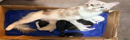 Ragdoll cats for sale: 3/4 Ragdoll Kittens - all long haired beauties  - Advert 1