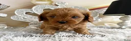 Cavapoo dogs for sale: Asian teddy poodle dad tiny Cavapoo puppies - Advert 3