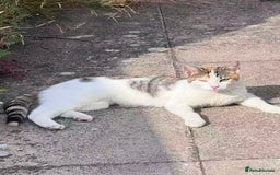 Mixed Breed cats for sale: Little girl cat looking for home - Image 1