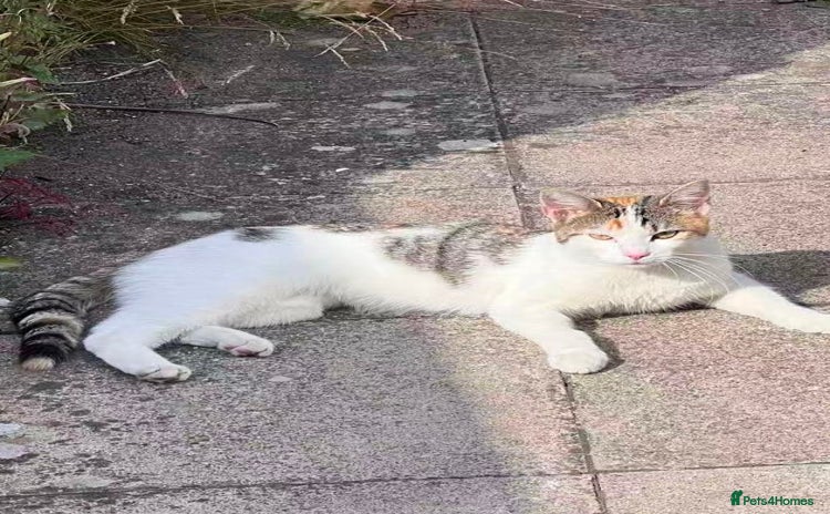 Mixed Breed cats - Advert 13