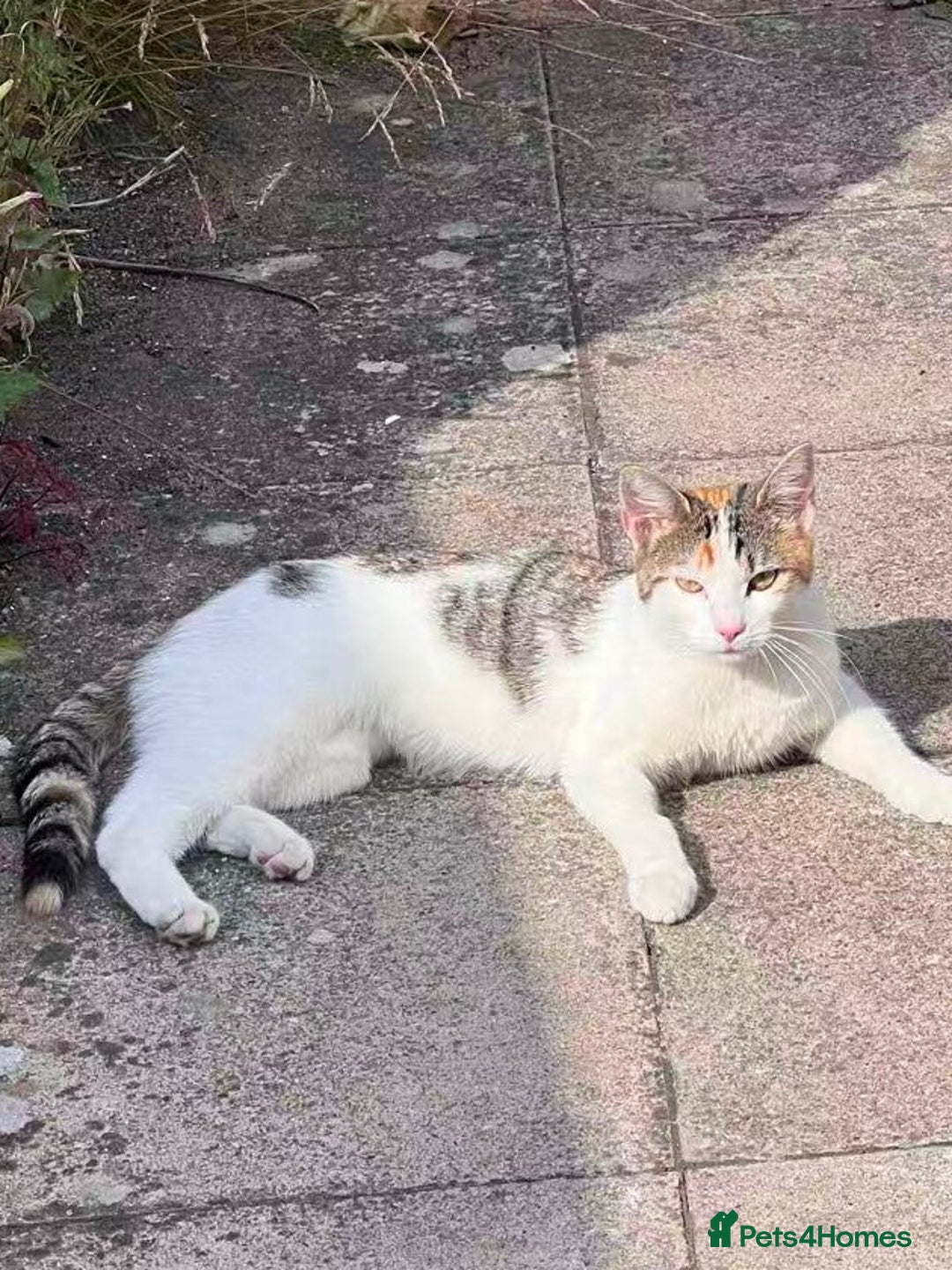Mixed Breed cats for sale: Little girl cat looking for home - Image 1