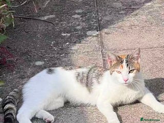 Mixed Breed cats - Advert 25