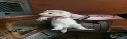 Ferret rodents for sale: Ferret Kits for sale - Advert 6
