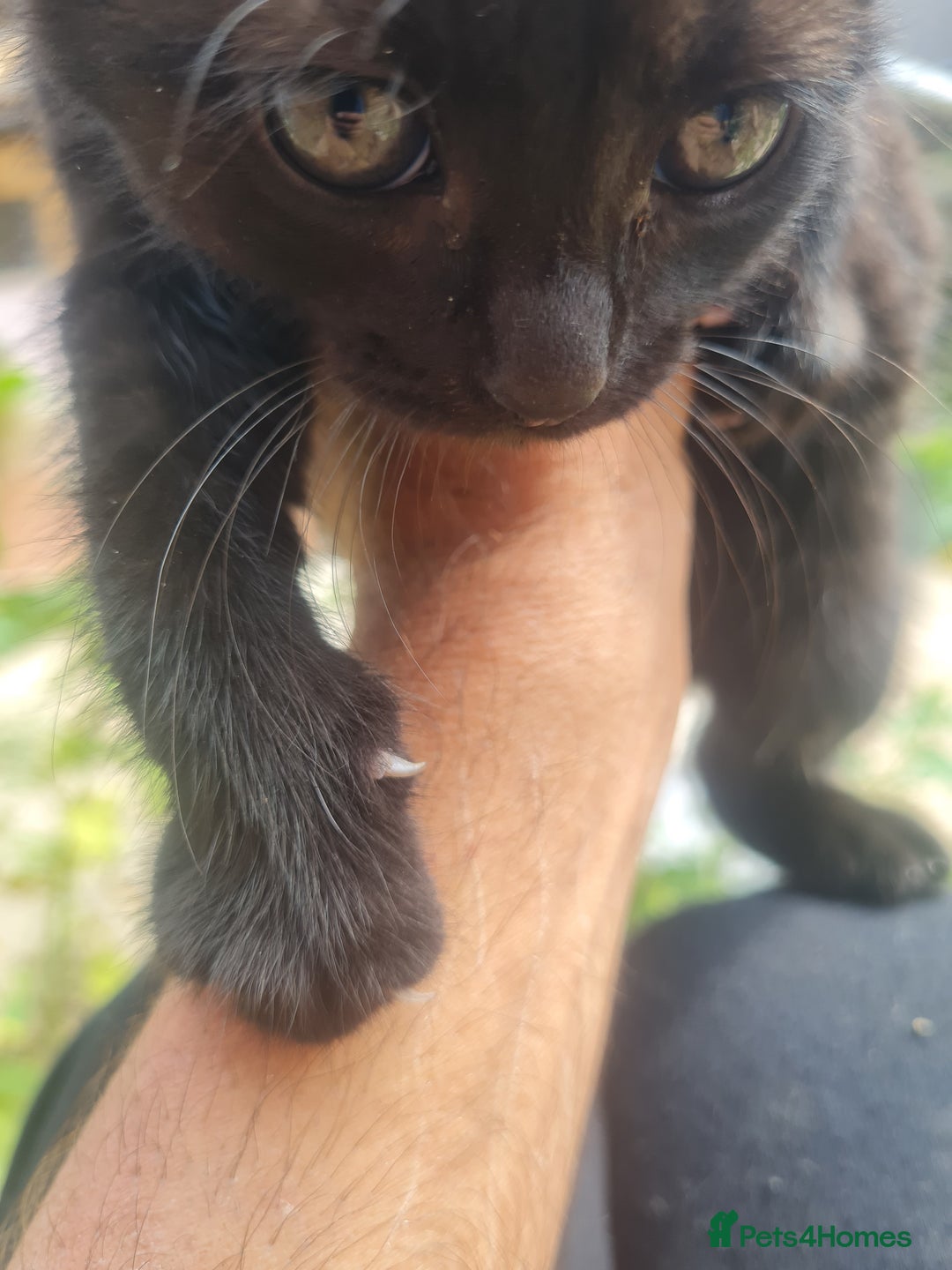 Mixed Breed cats for sale: Hello - Image 1