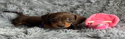 Miniature Dachshund dogs for sale: KC reg, PRA Clear Beautiful Natured Pups - Advert 21