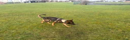 Mixed Breed dogs for sale: 3yo GSD x Belgian Malinois bitch for sale in Glasgow - Advert 1