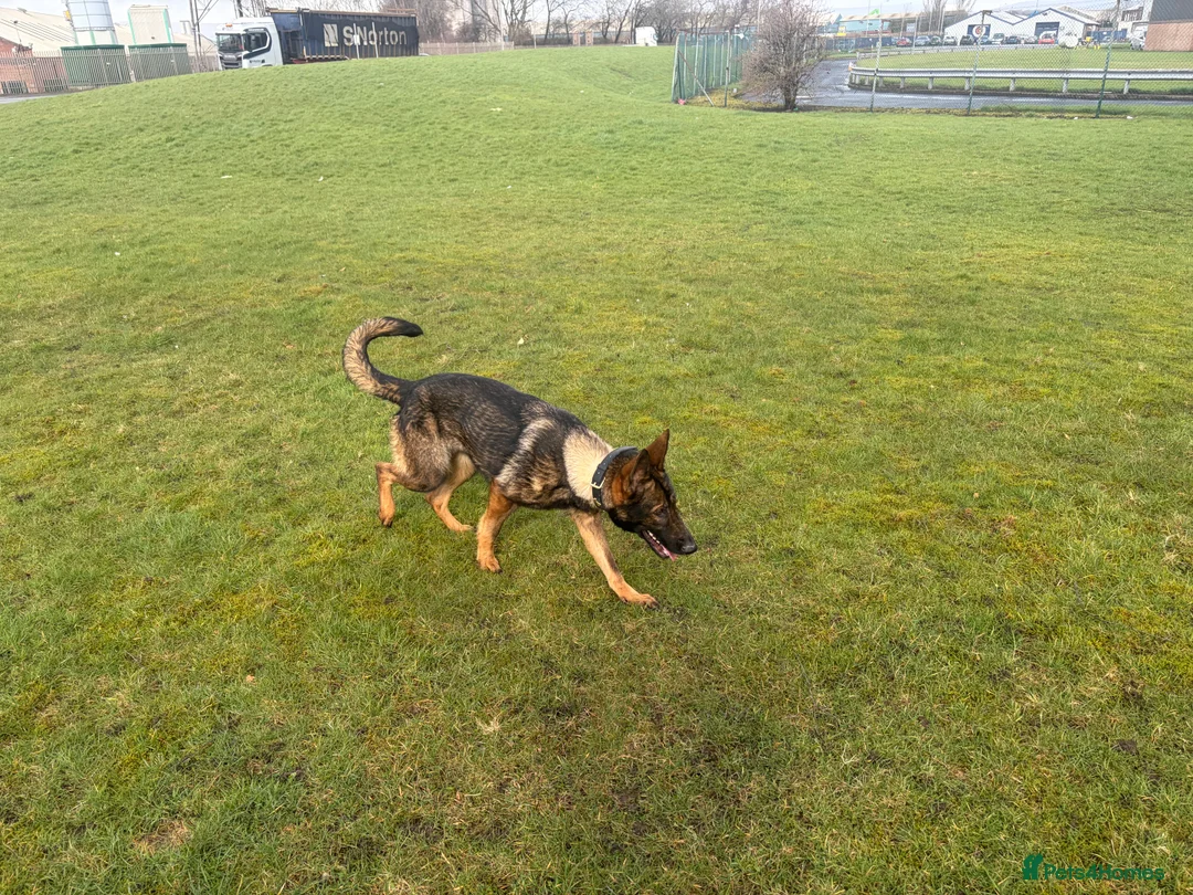 Mixed Breed dogs for sale: 3yo GSD x Belgian Malinois bitch for sale in Glasgow - Advert 1