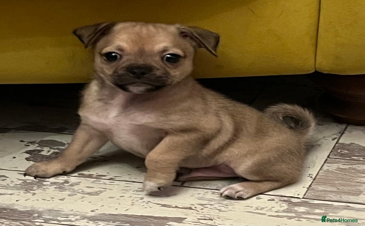 Mixed Breed dogs - Advert 4