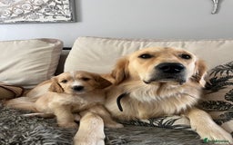 Mixed Breed dogs for sale: Beautiful Golden Cockapoo Retrieve puppies - Image 12