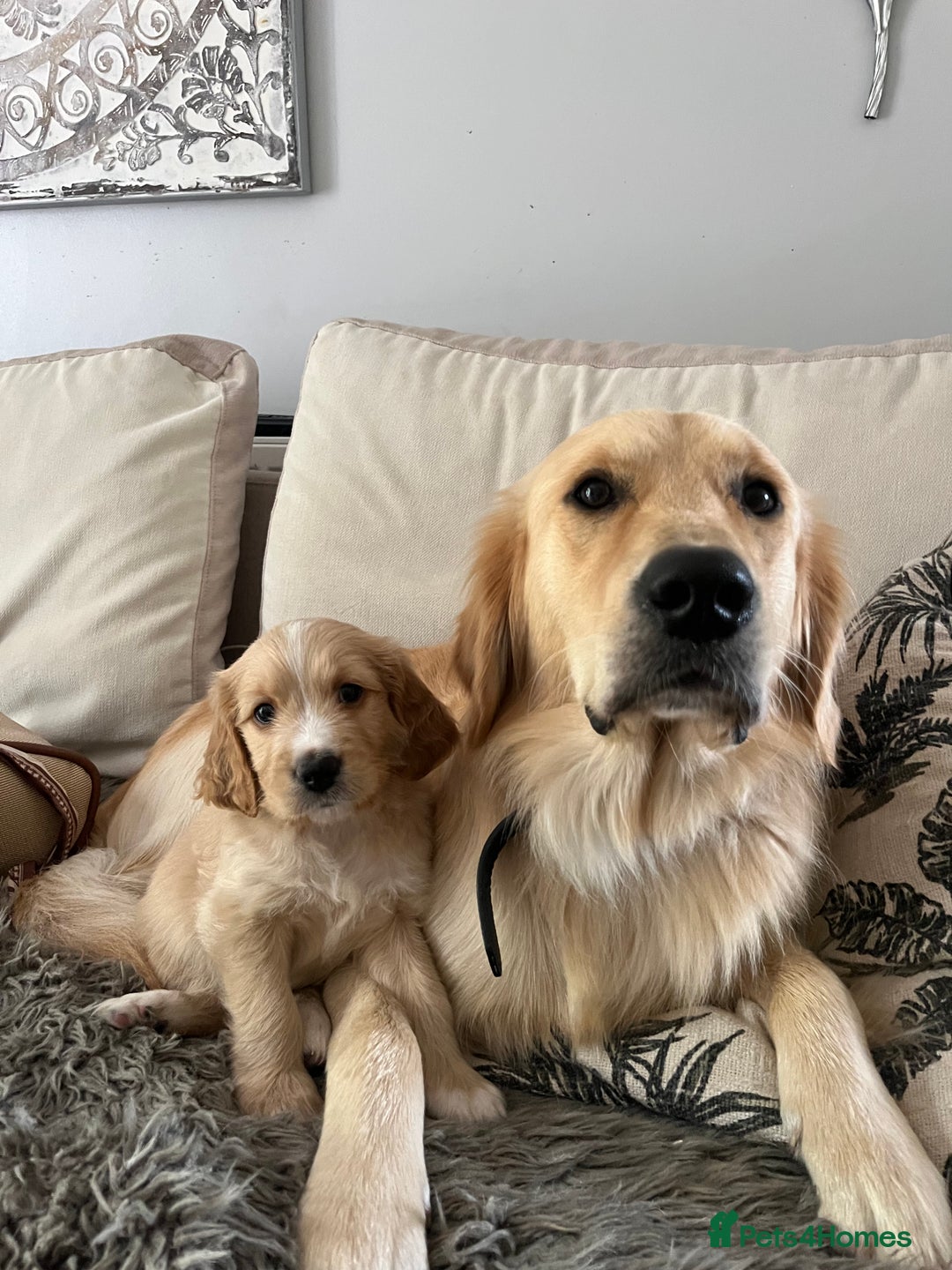 Mixed Breed dogs for sale: Beautiful Golden Cockapoo Retrieve puppies - Image 12